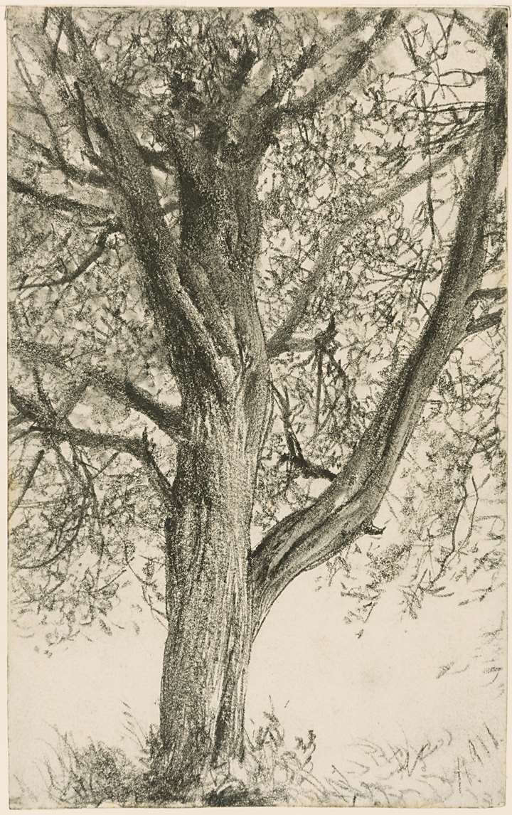 Study of a Tree